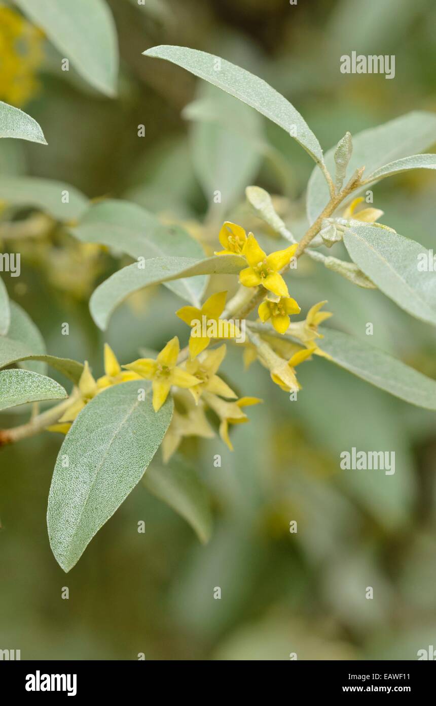 Russische Olive (elaeagnus angustifolia 'Quicksilver') Stockfoto