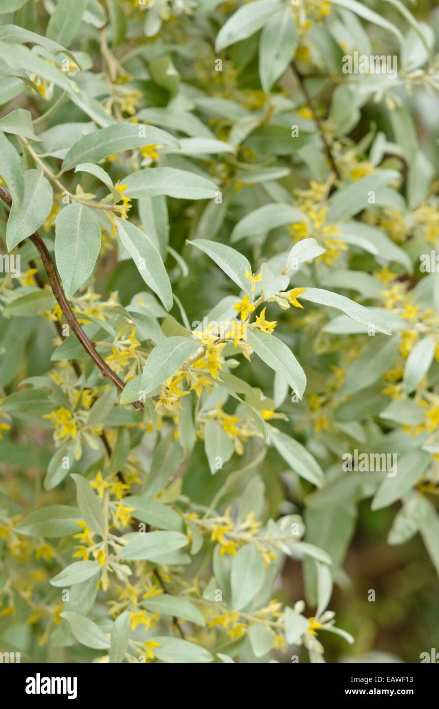 Russische Olive (elaeagnus angustifolia 'Quicksilver') Stockfoto