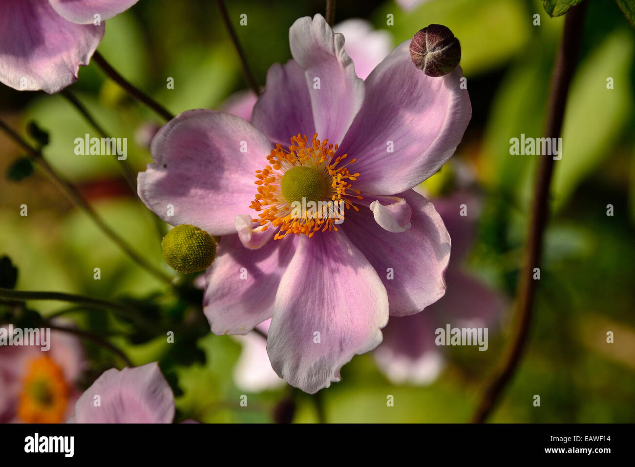 Anemone Japonica (japanische Anemone). Stockfoto