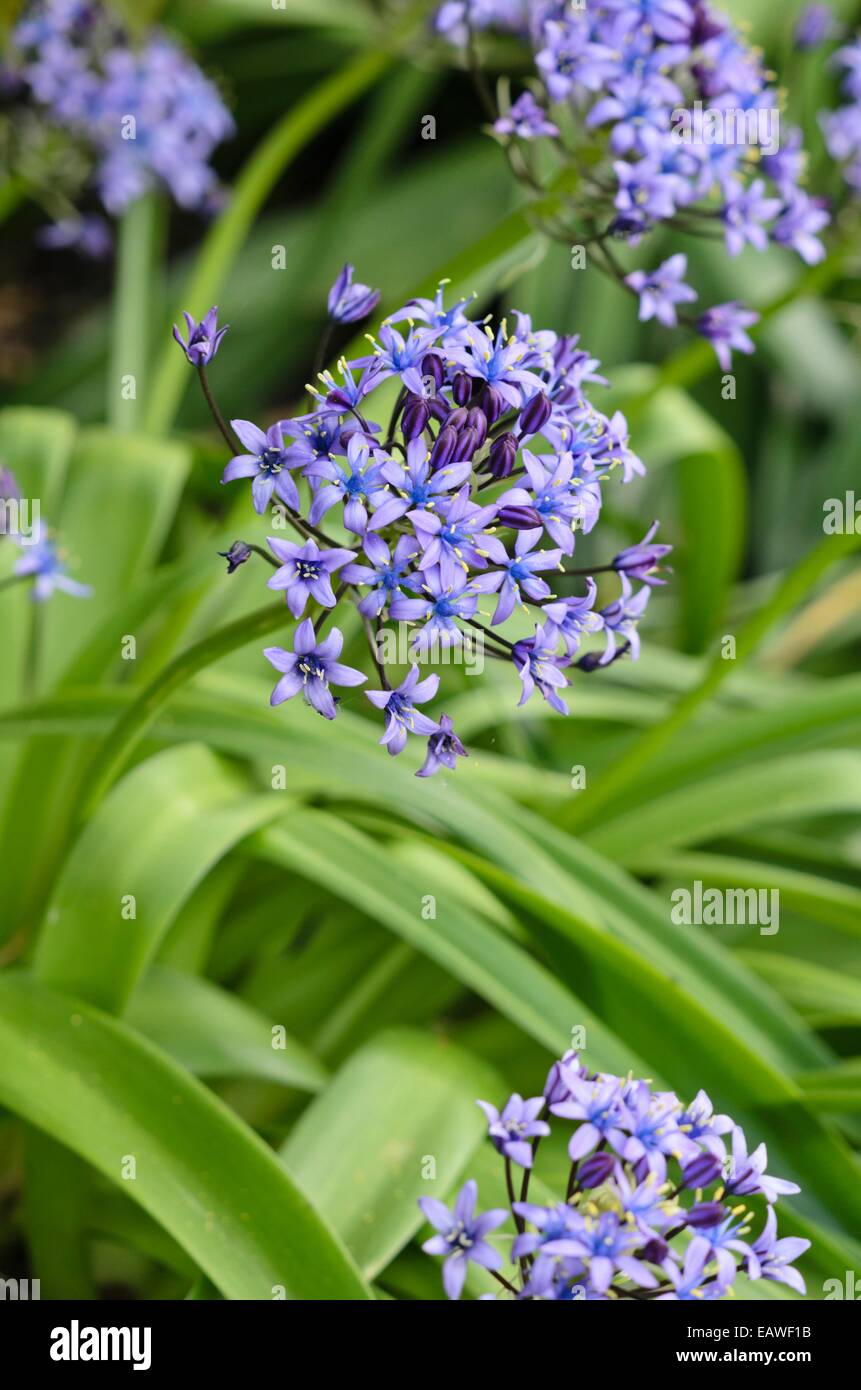 Portugiesische Blausterne (Scilla rubro) Stockfoto