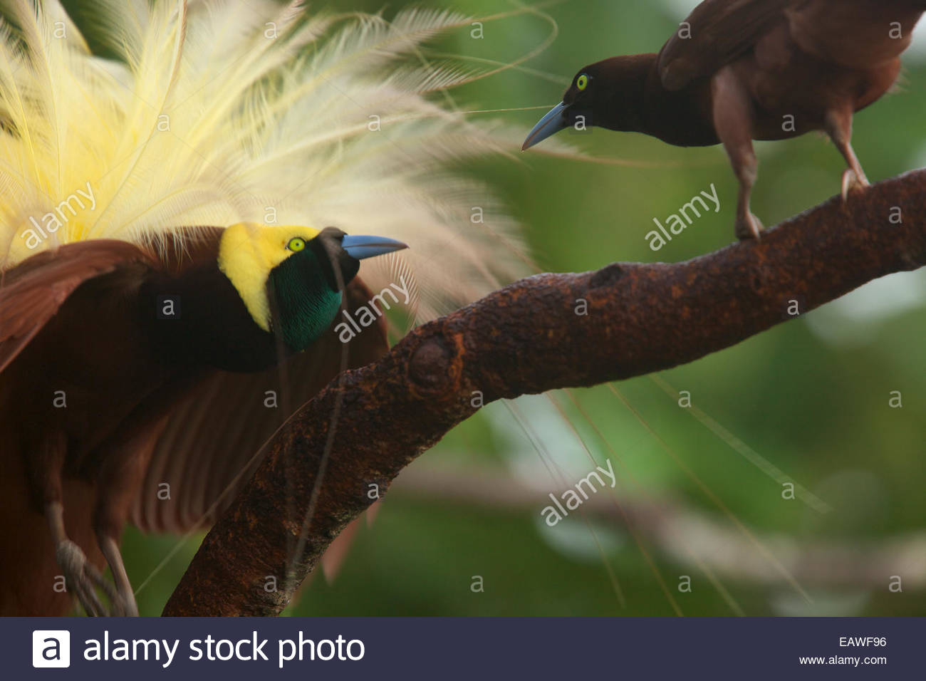 Wokam Island Stockfotos & Wokam Island Bilder Alamy