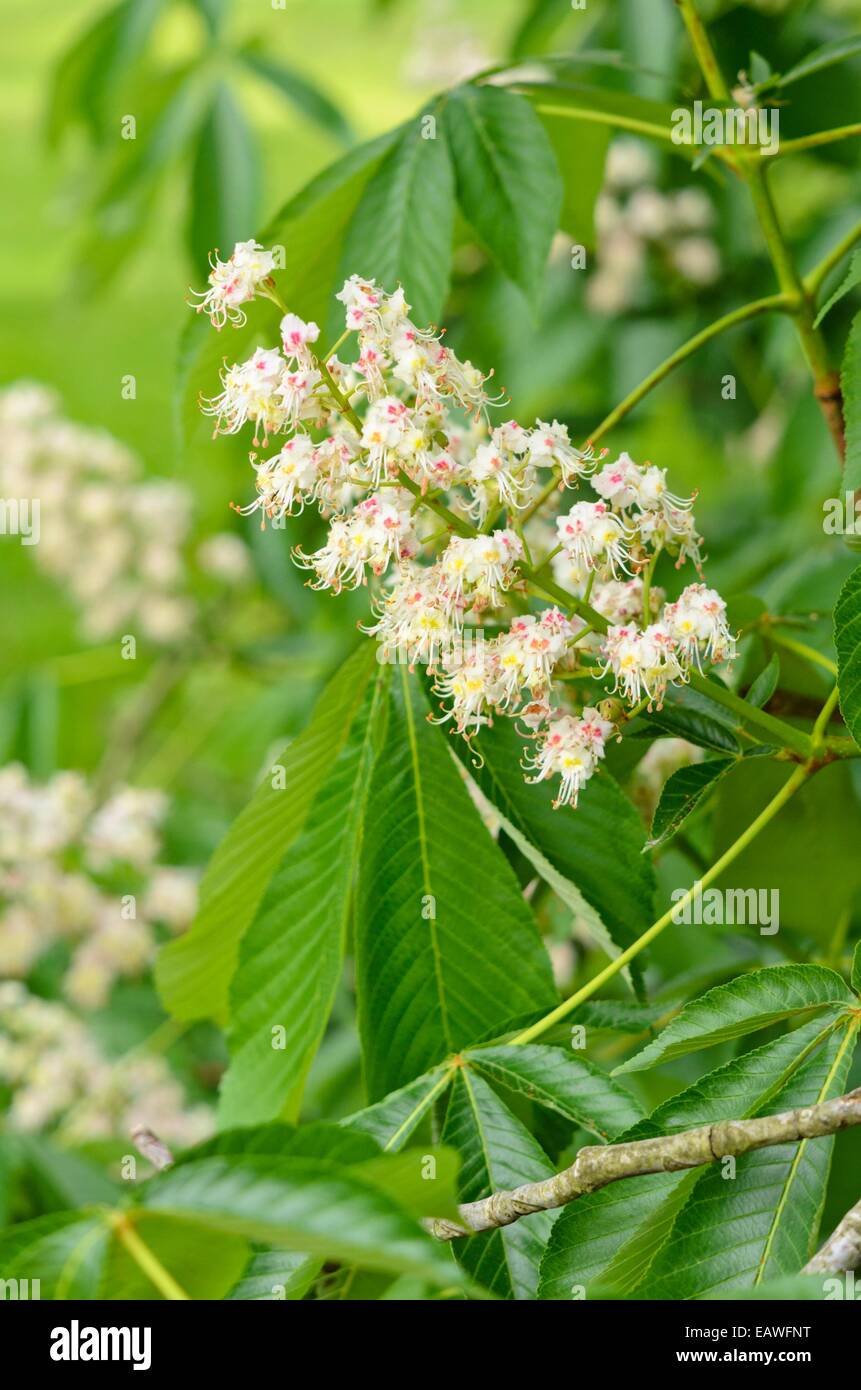 Japanische Rosskastanie (Aesculus Turbinata) Stockfoto