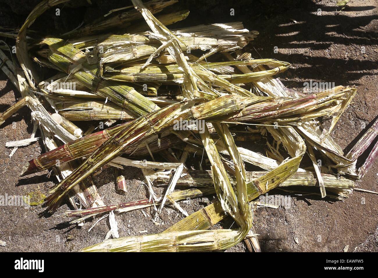 Zuckerrohr (Saccharum Officinarum) Stiele nach gedrückt wird. Stockfoto