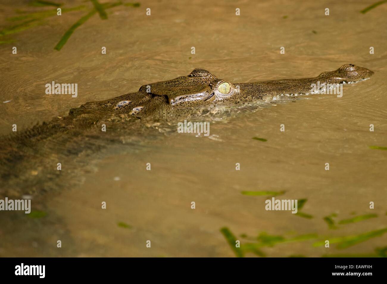 Ein amerikanisches Krokodil (Crocodylus Acutus) schwimmt in einem Fluss. Stockfoto