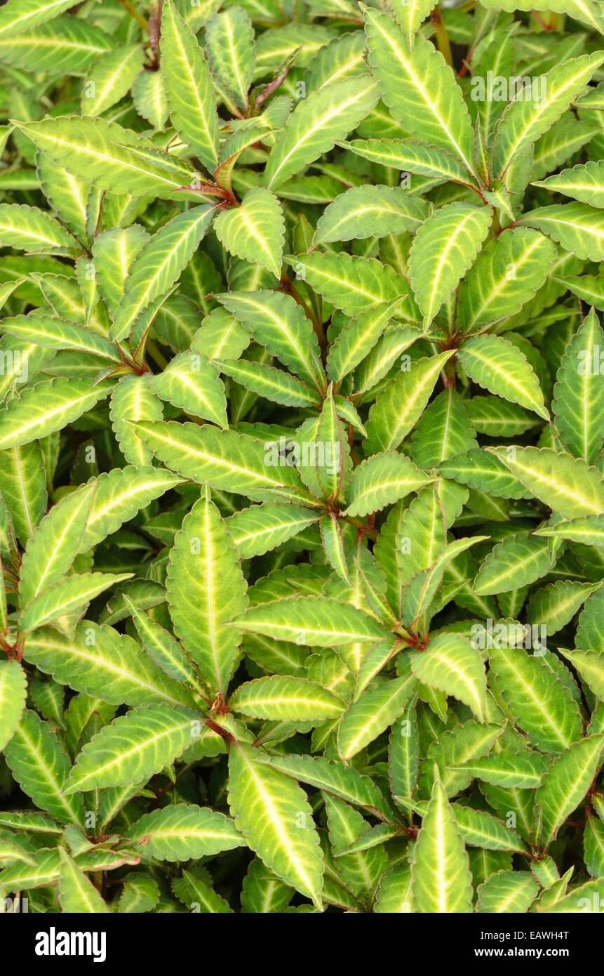 Hardy Impatiens (Impatiens omeiana) Stockfoto