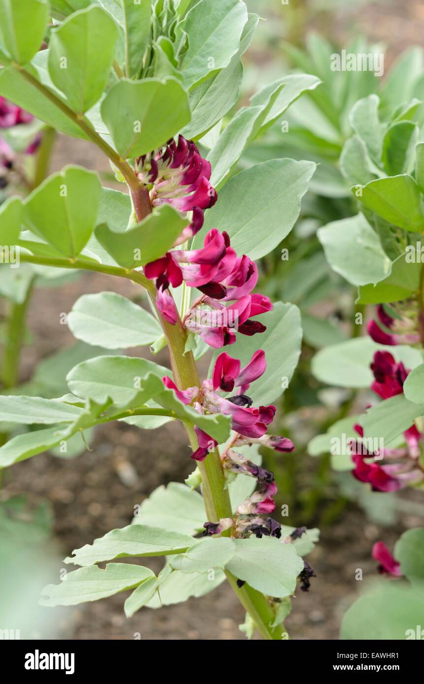 Dicke Bohne (Vicia faba' Crimson blühenden') Stockfoto