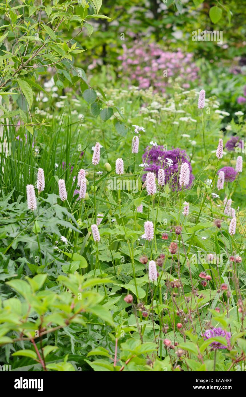 (Adderwort bistorta officinalis Syn. polygonum bistorta) und Wasser avens (geum Rivale) Stockfoto