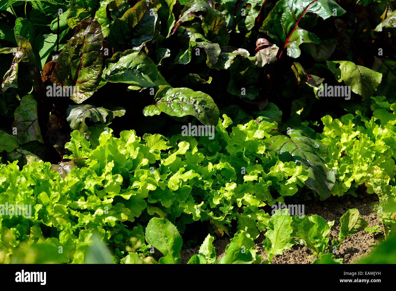 Salat 'Feuille de Chene' (Lactuca Quercina, Eichen-Blatt) und rote Beete (Beta Vulgaris var. Rubra) in einem Garten. Stockfoto