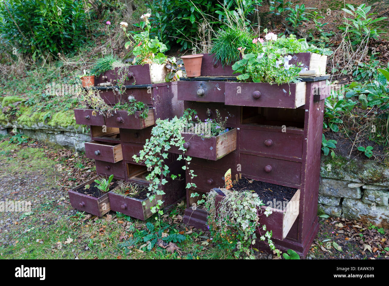 Kreativer Einsatz von eine alte Kommode für Pflanzen der Blumen im Garten Station, Langley, Northumberland UK Stockfoto