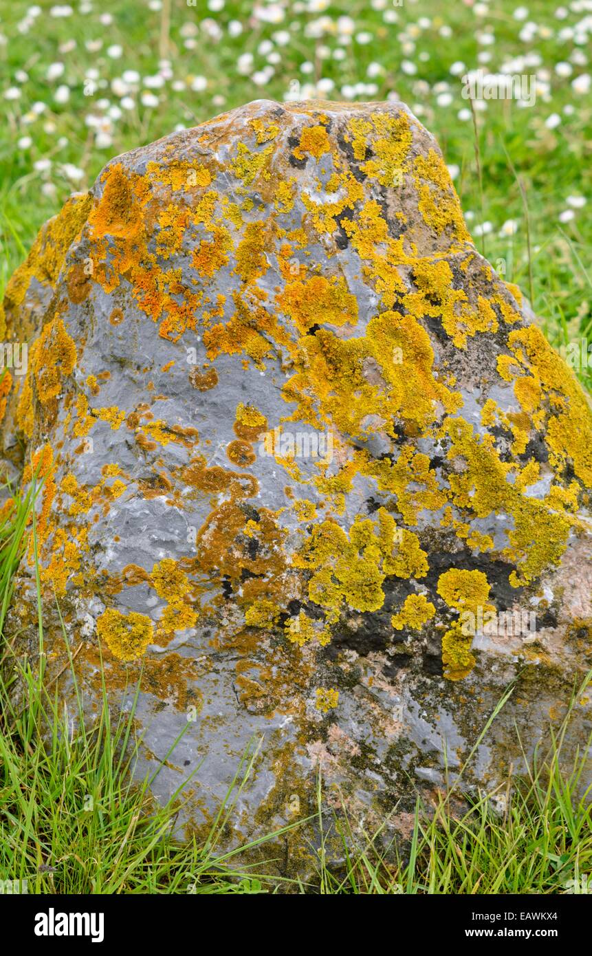 Gemeinsame orange Flechten (xanthoria parietina) auf einem Stein Stockfoto