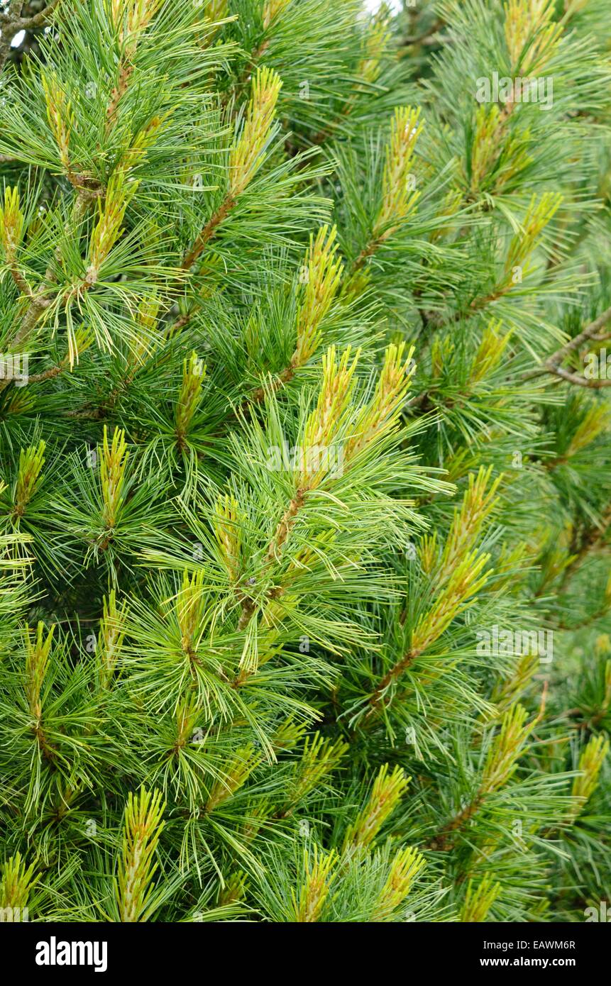 Weymouths Kiefer (Pinus strobus 'ensa') Stockfoto Weymouths Kiefer (Pinus strobus 'ensa') Stockfoto