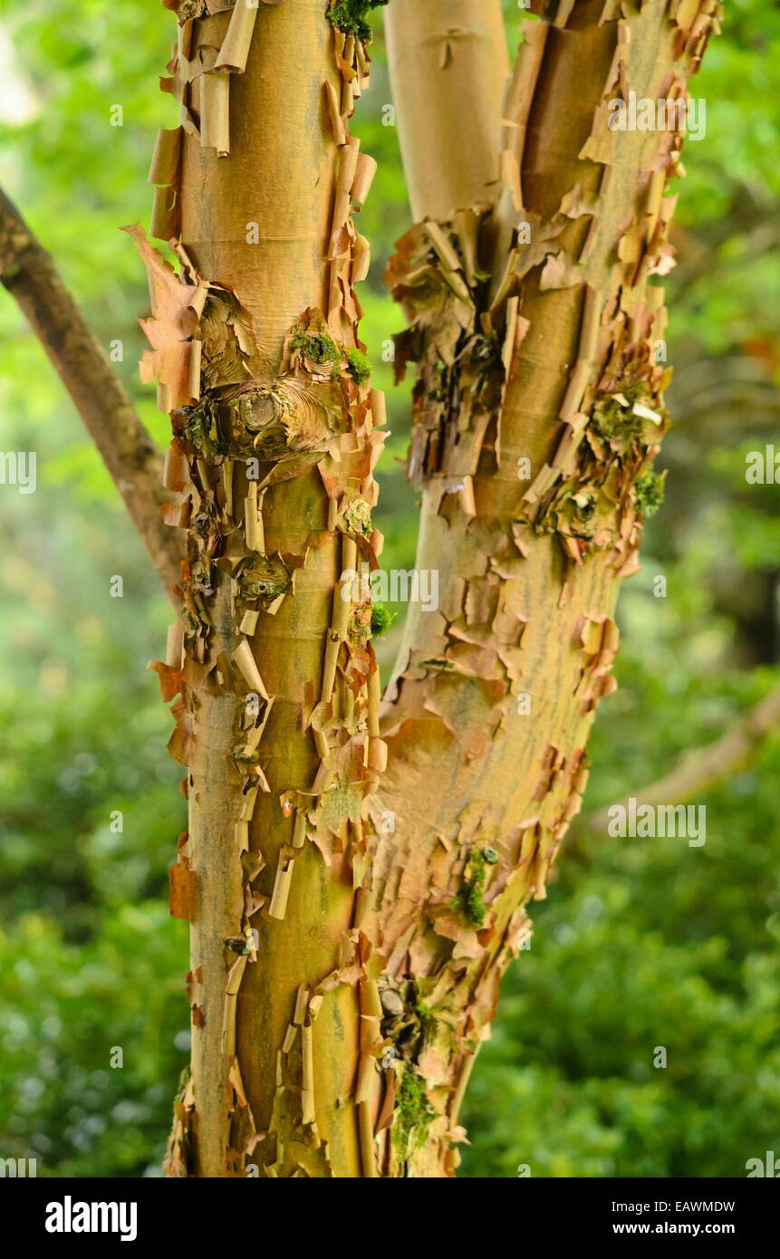 Paperbark Ahorn (Acer griseum) Stockfoto