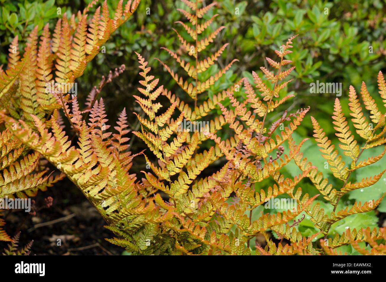 Lacy Herbstfarn (Dryopteris erythrosora var. produlifica) Stockfoto