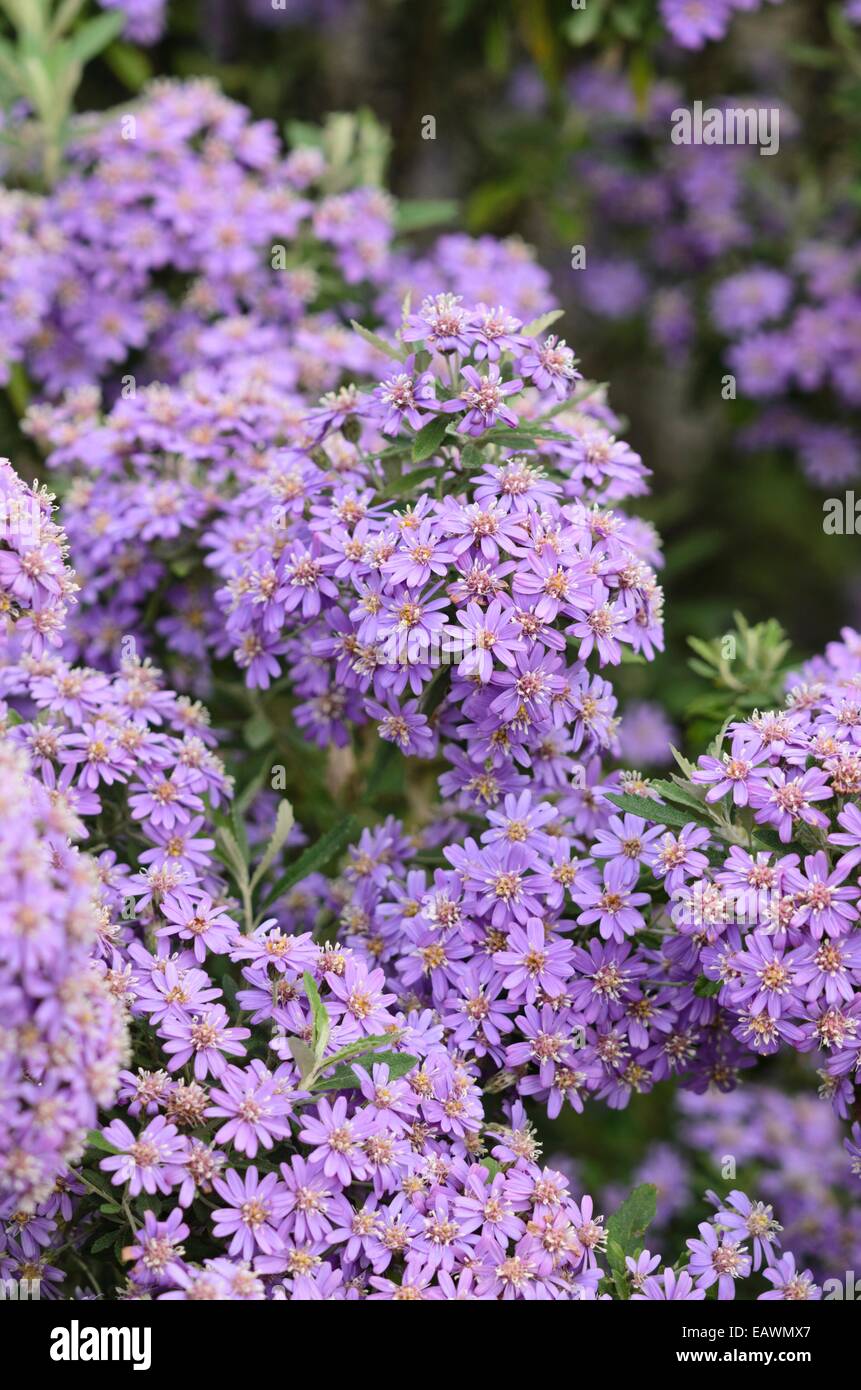 Tasmanische daisy Bush (Olearia phlogopappa der comber Blau') Stockfoto