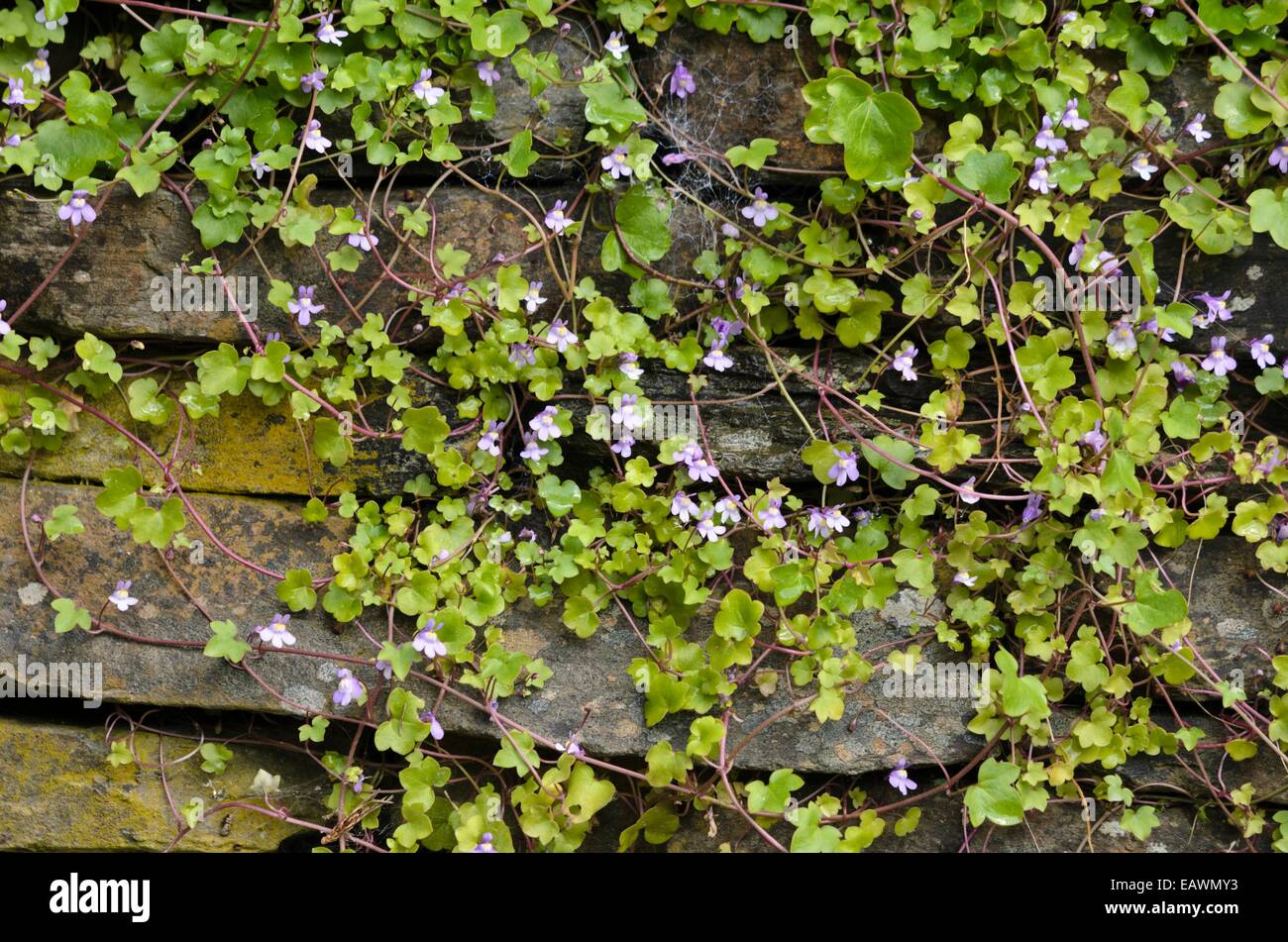 Ivy-leaved Toadflax (cymbalaria muralis) auf einem trockenen Steinmauer Stockfoto