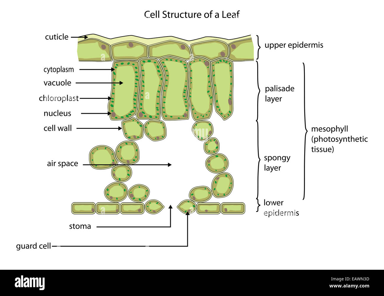 Schnitt durch ein typisches Blatt zeigt die Zellstruktur Stockfoto