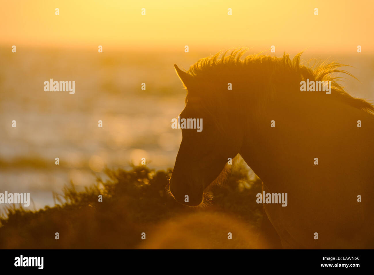 Silhouette eines Pferdes am Meer bei Sonnenuntergang Stockfoto