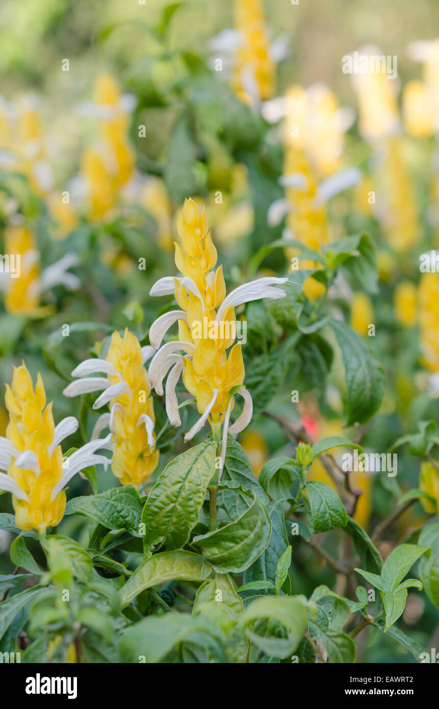 frische gelbe Blumenfelder mit grünen Blättern Stockfoto