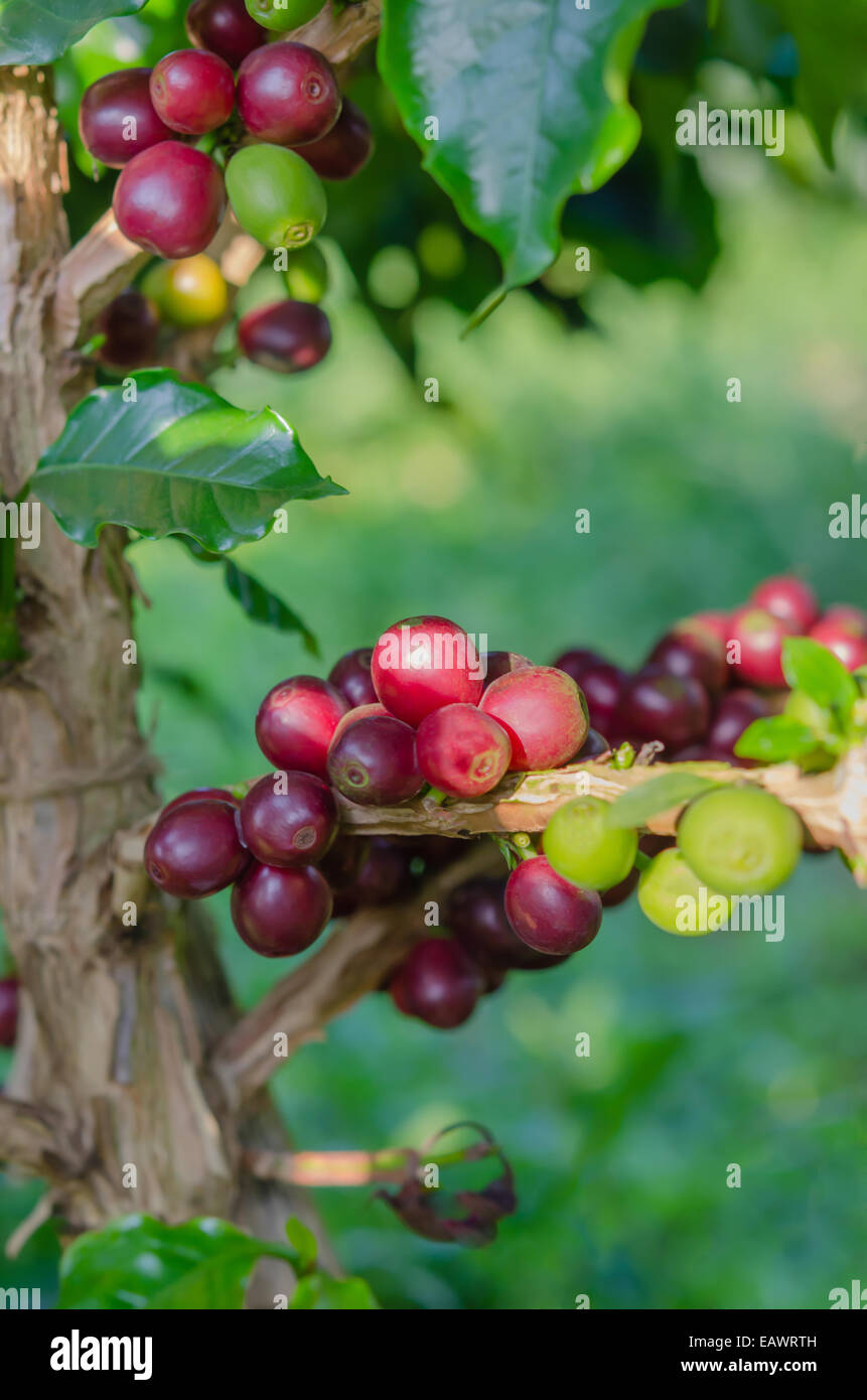 Kaffeebohnen auf Baum im Hof Stockfoto