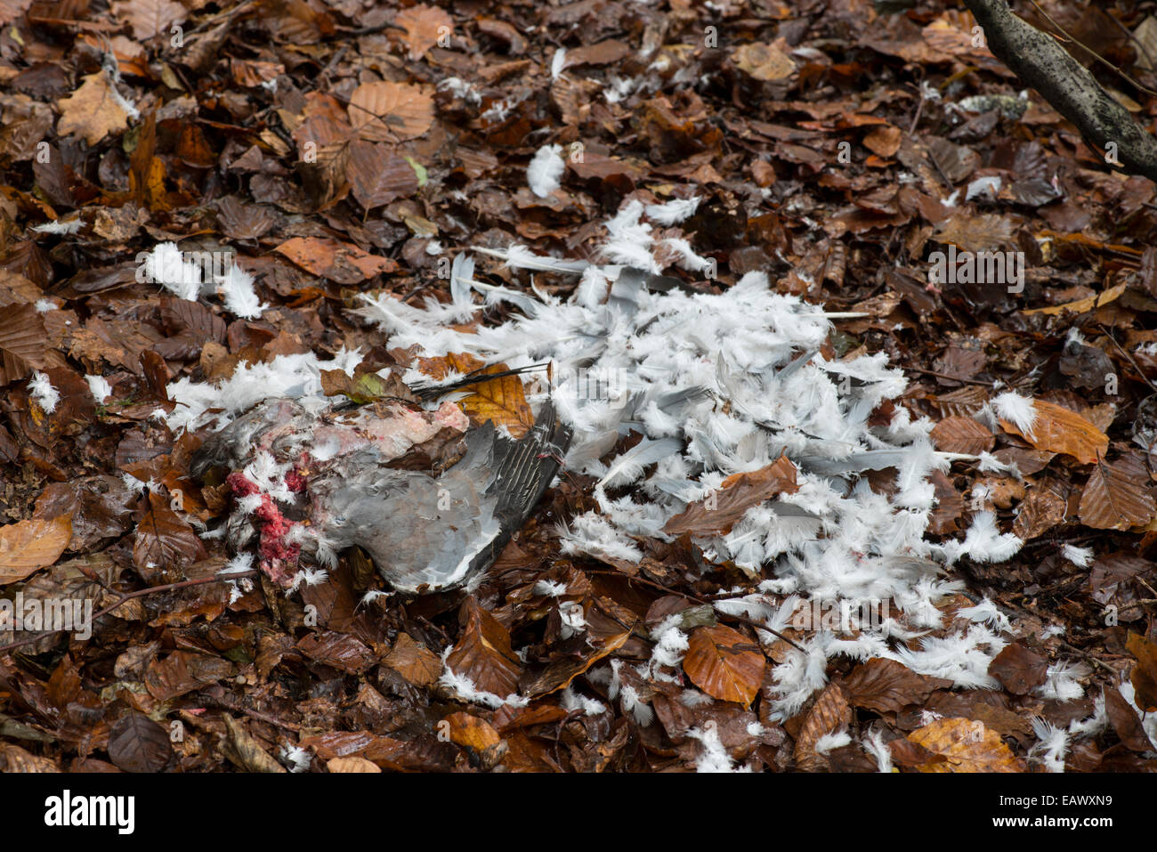 Sperber: Accipiter Nisus. Tauben zu töten. Surrey, England Stockfoto