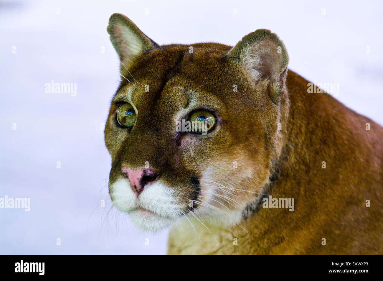 Neugierig aber ruhig starren der Berglöwe mit lindgrünen Augen. Stockfoto