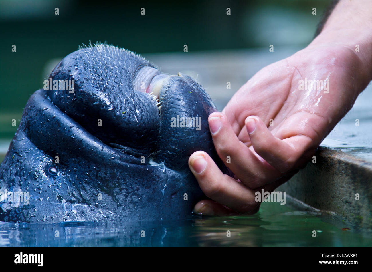 Spezialist für Meeressäuger streichelt das Kinn der Waise Amazonas Manatee Kalb. Stockfoto