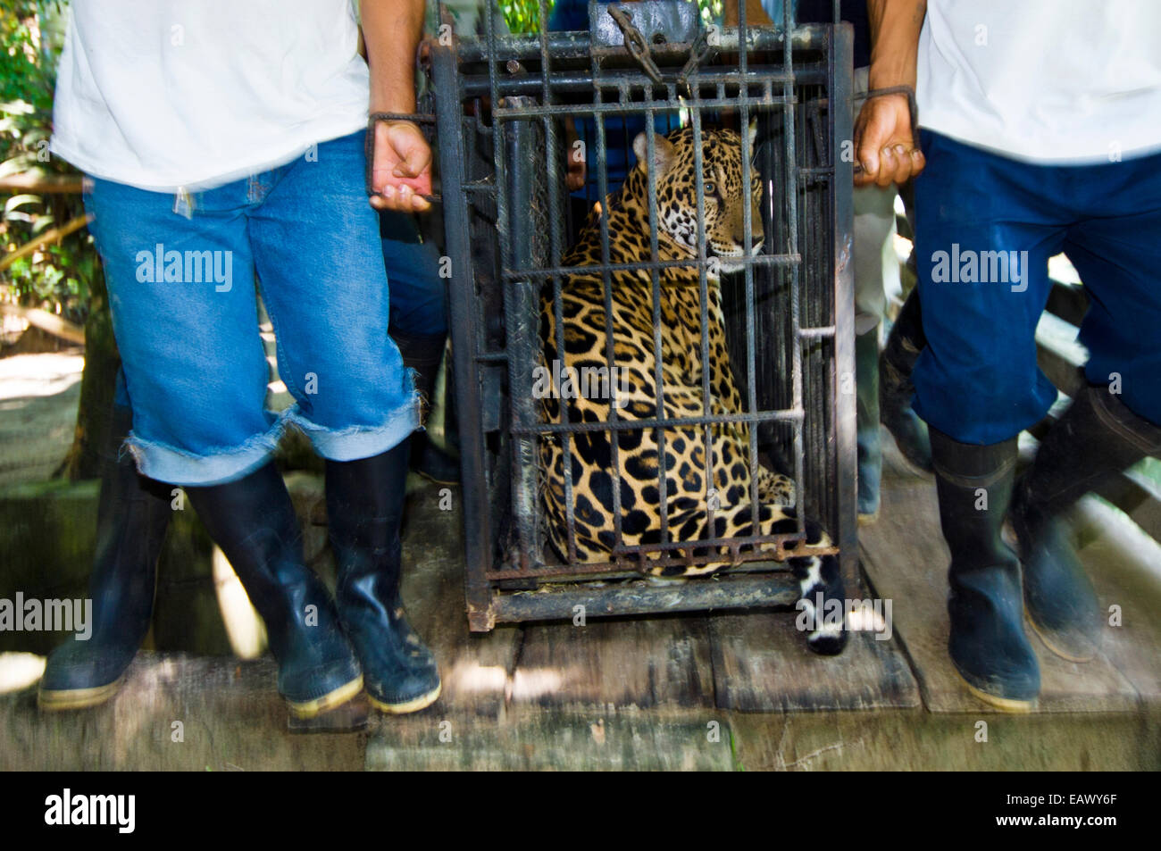 Regierungsbeamte und Tierpfleger tragen einen beschlagnahmten Jaguar in einem Stahlkäfig, eine Verwahrungsanstalt. Stockfoto