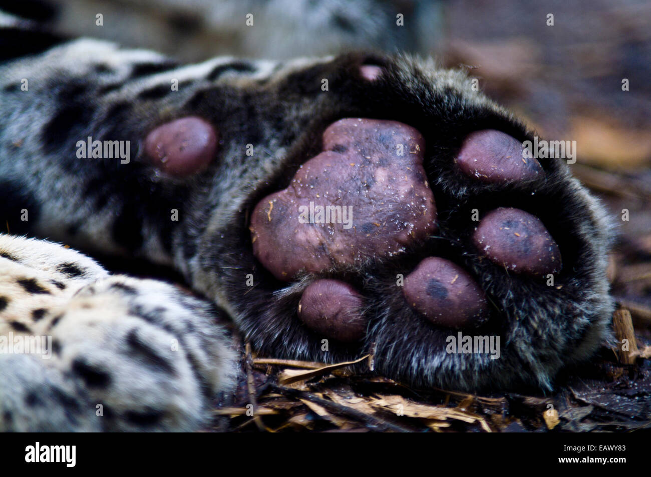 Die Zehen und Pfote Pads eines Jaguars liegen und schlafen auf dem Boden. Stockfoto