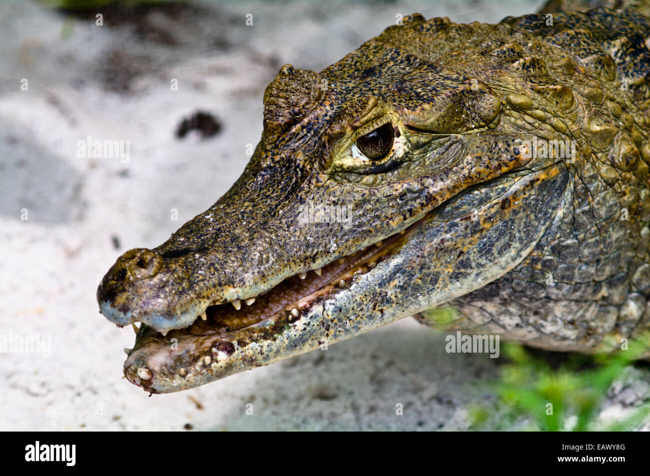 Eine Spectacled Caiman Sonne aalen mit Maul öffnen an einem sandigen Flussufer. Stockfoto