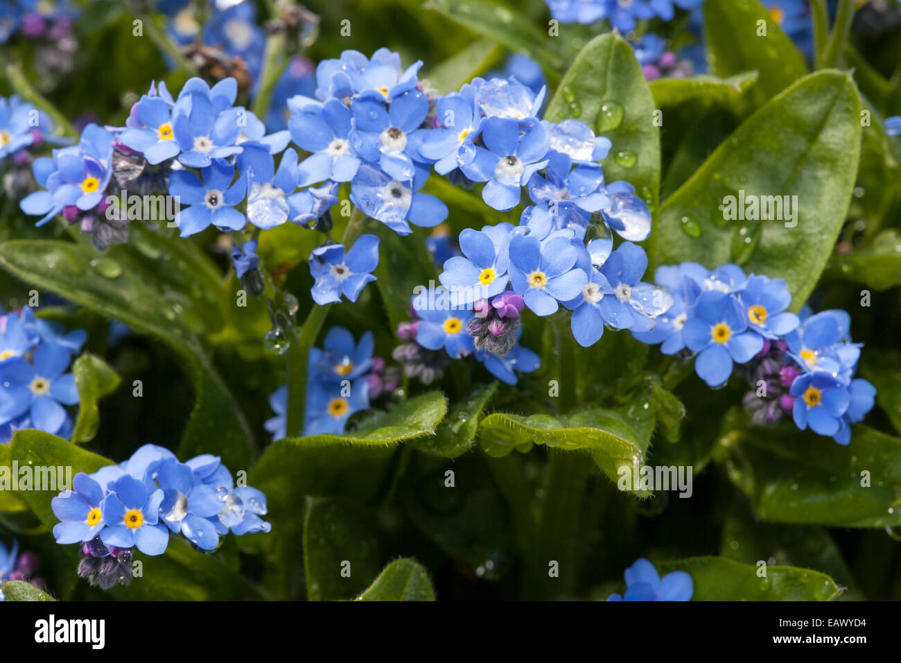 Holz-Vergissmeinnicht (Myosotis Sylvatica), "Blaue Sylva" Stockfoto