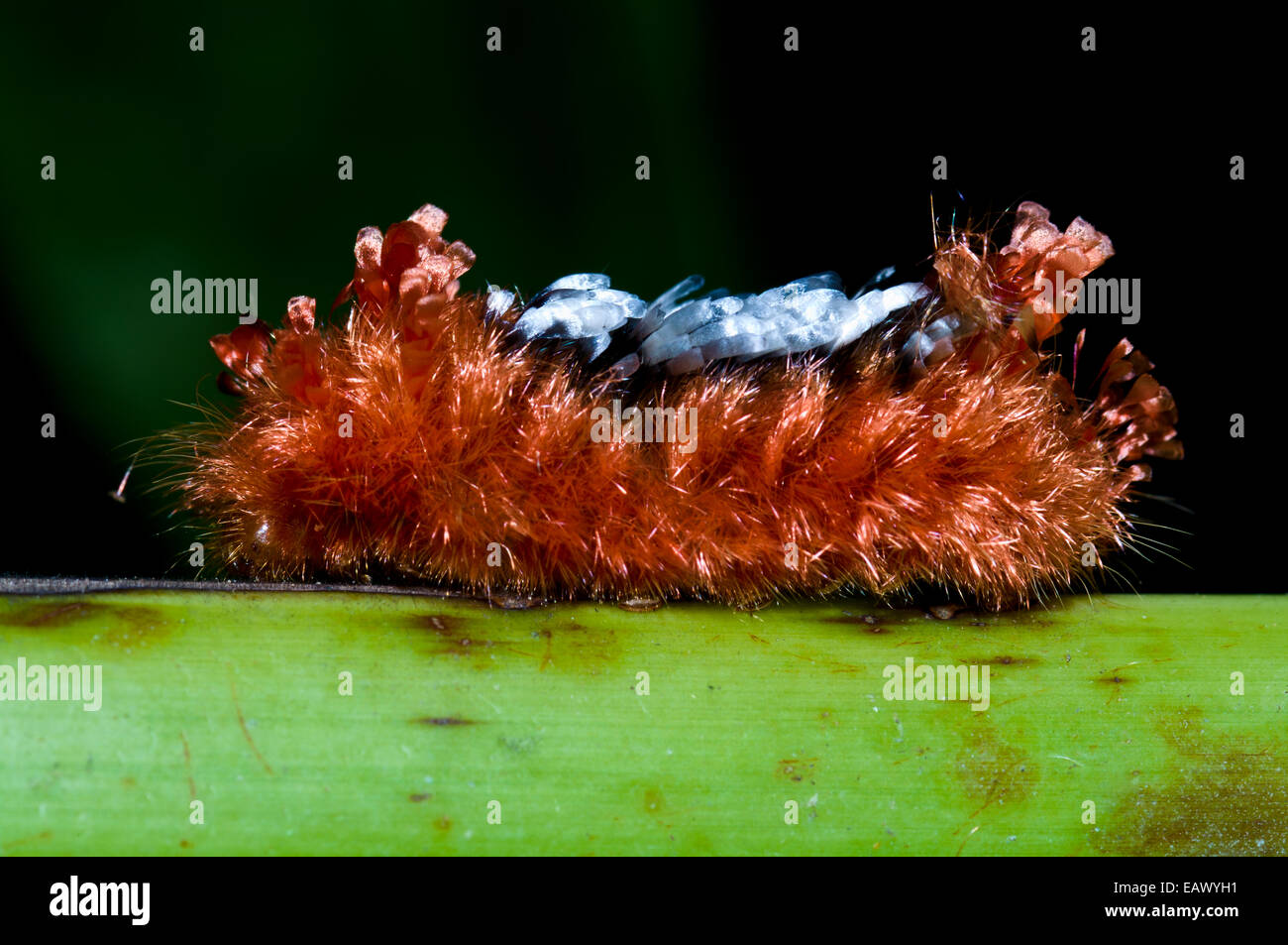 Ein Tarchon Larven von einer Motte wird durch eine dicke Schicht von giftigen Haaren geschützt. Stockfoto