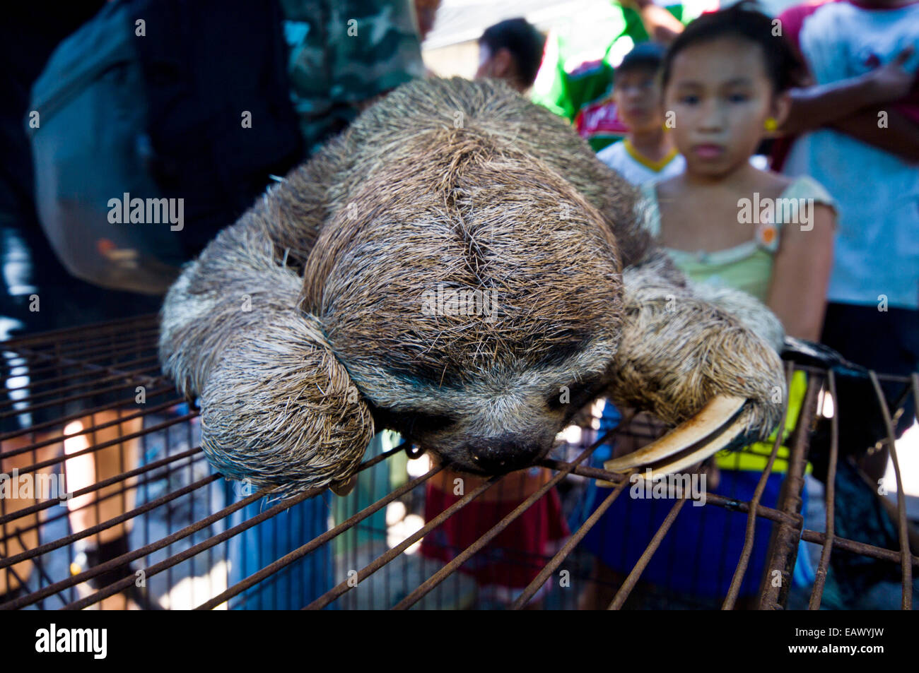 Eine juvenile braun-throated Dreifingerfaultier in einem illegalen Schwarzmarkt zu verkaufen. Stockfoto