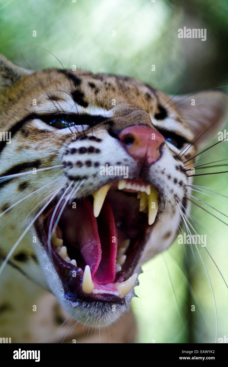 Eine knurrende Ocelot zeigt seine Eckzähne und Zunge, nachdem es vor Wilderern gerettet wurde. Stockfoto