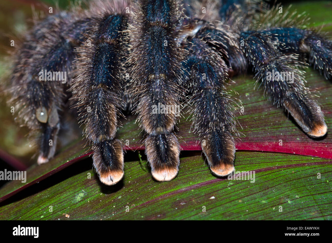 Die behaarte segmentiert Beine und rosa Füße von einer Pinktoe-Vogelspinne. Stockfoto