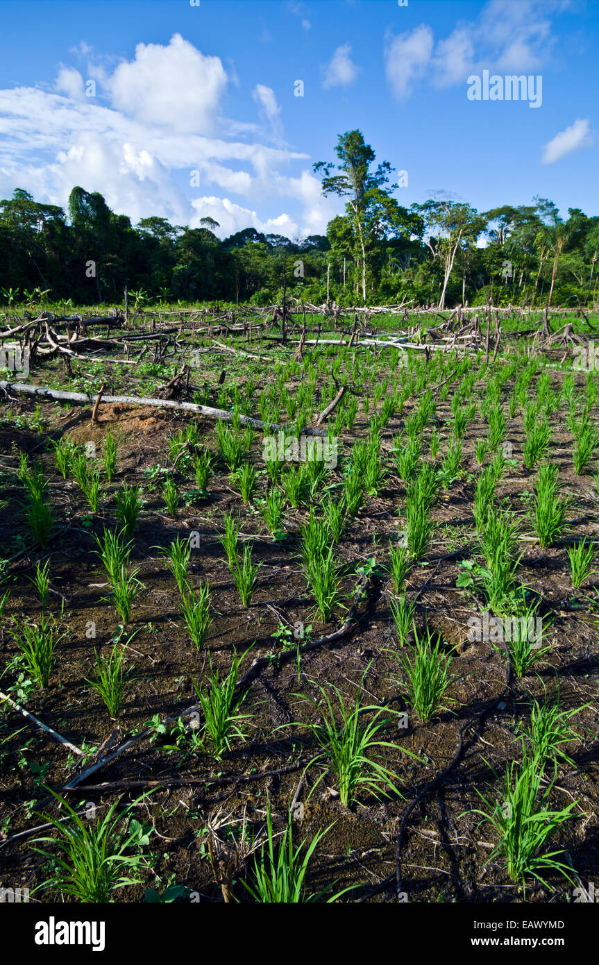 Anhöhe Reispflanzen wachsen in einem geräumten und verbrannten Regenwald-Bereich. Stockfoto