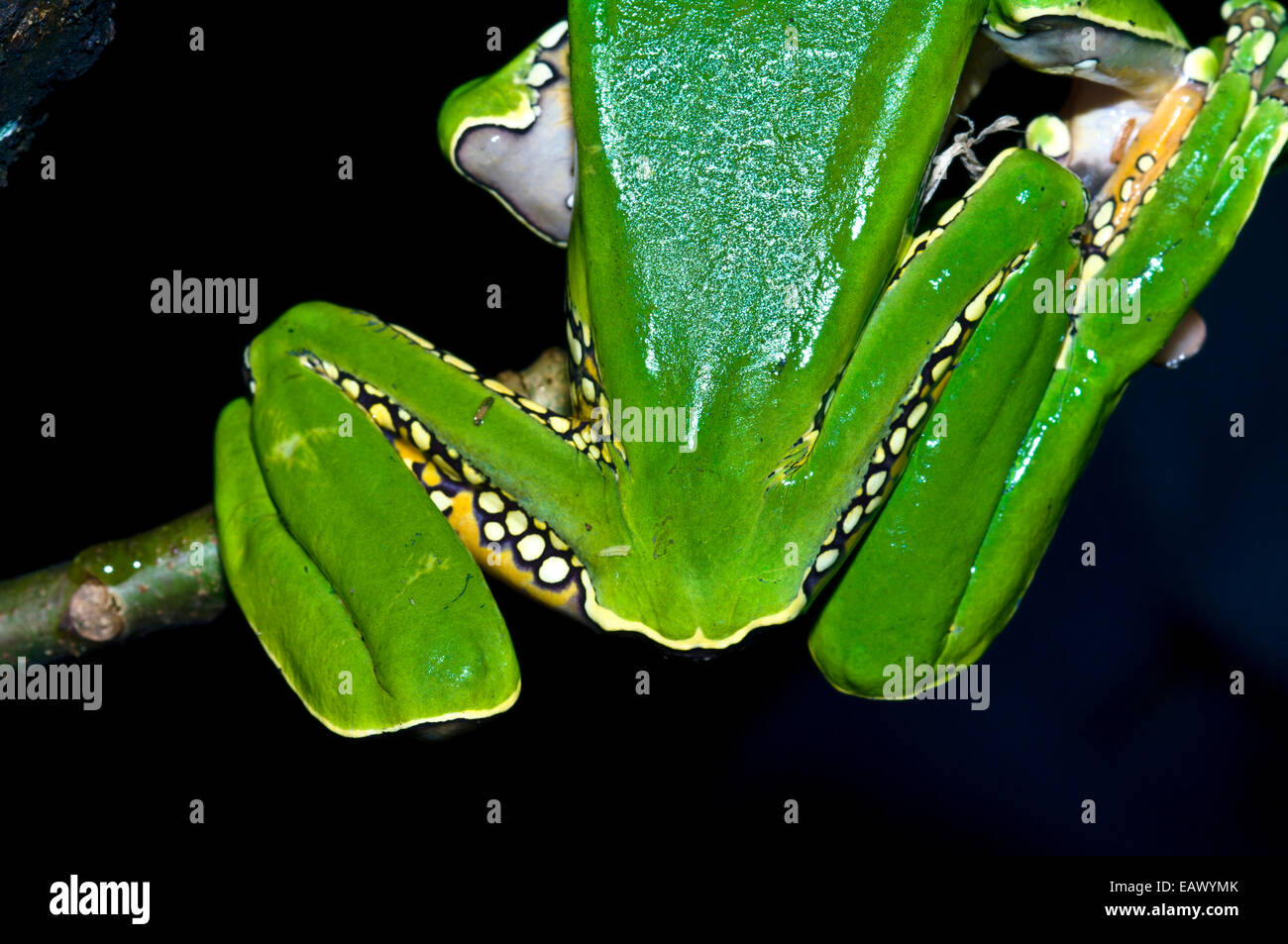 Gelbe und weiße Flecken an den Oberschenkeln und Hinterbeine einen leuchtend grünen Riesen Blatt Frosch. Stockfoto