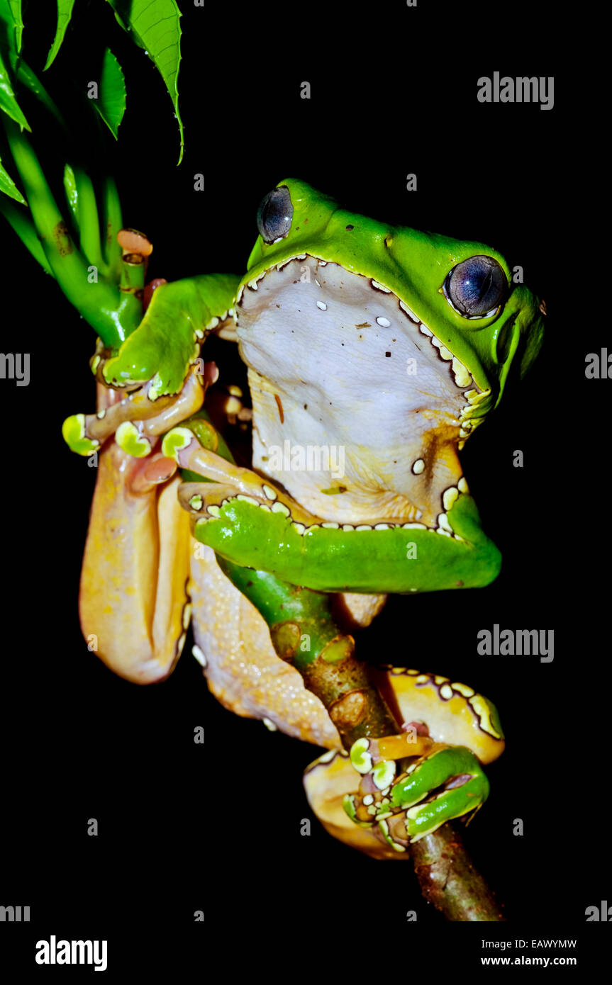 Ein leuchtend grünen Riesen Blatt Frosch auf einem Regenwald Pflanzenstängel mit seinen langen, breiten Fuß-Pads halten. Stockfoto