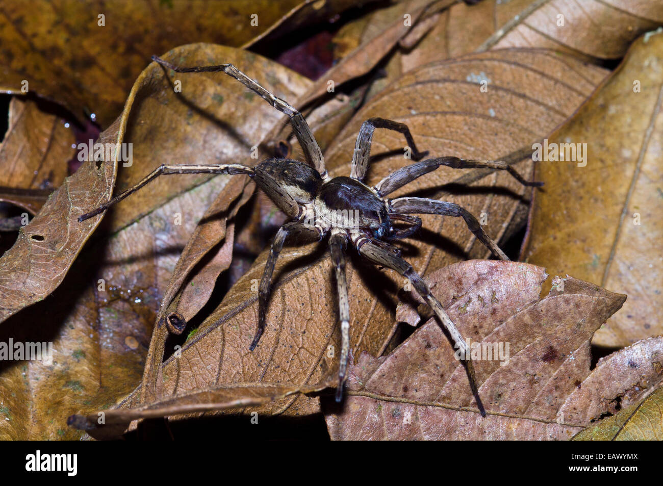 Eine Wolfsspinne ist ein agiler und heftigen Jäger auf der Suche nach Beute in der Laubstreu. Stockfoto