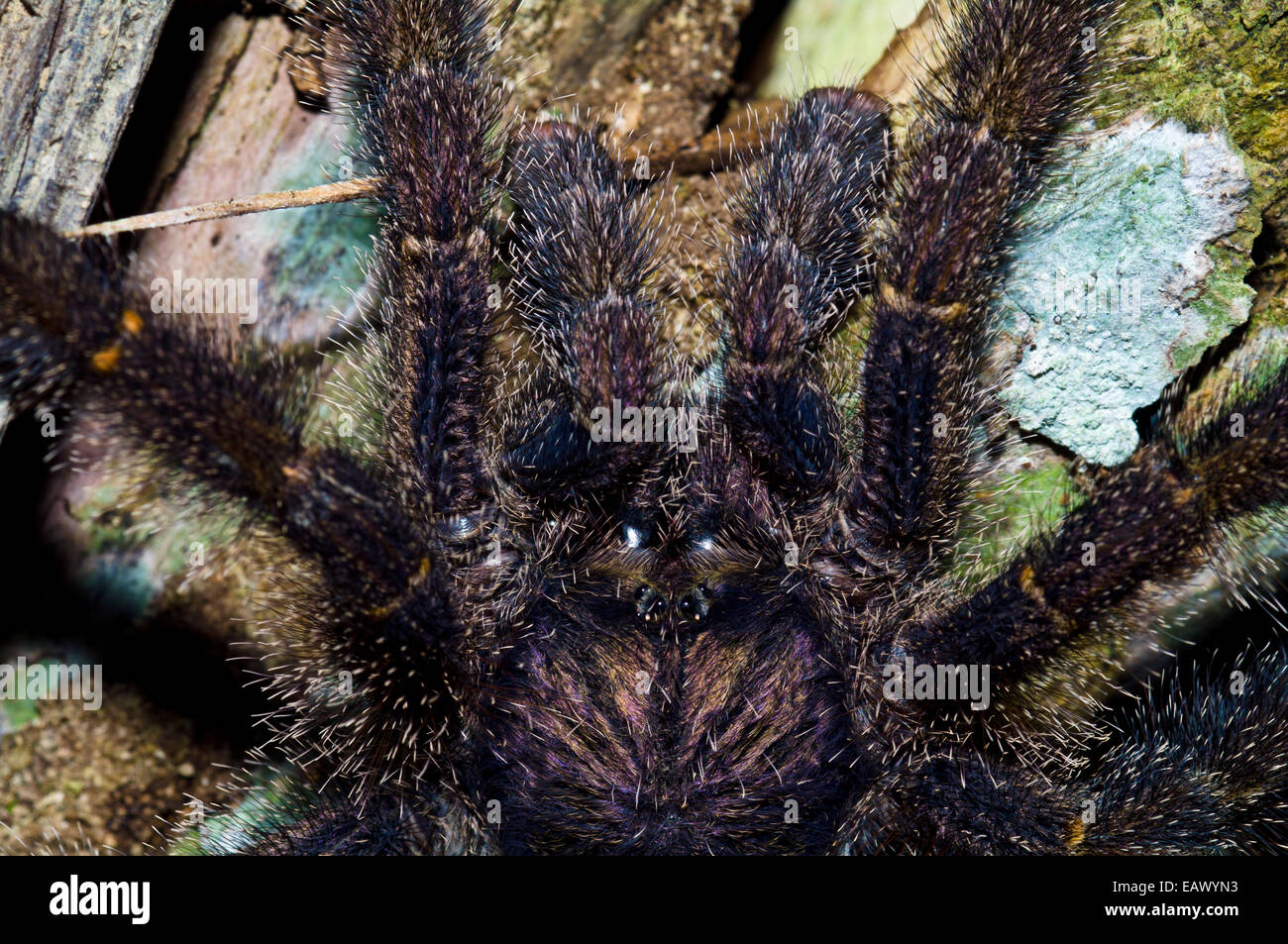 Eine behaarte peruanische Pinktoe Vogelspinne Jagd nach Beute auf einem Baumstamm in der Nacht mit großen Pedipalpen. Stockfoto