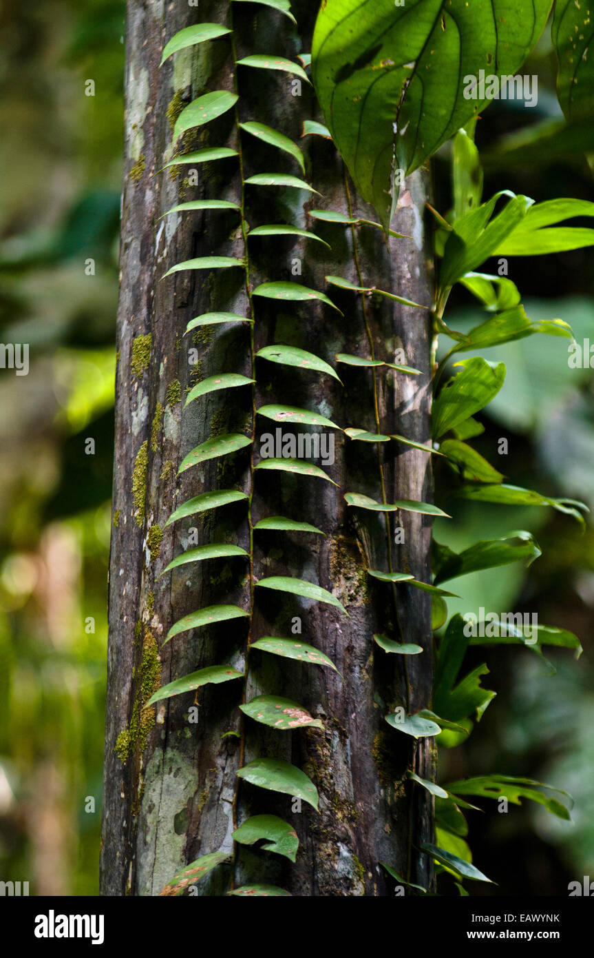 Parallel Blätter sprießen aus dem Stiel einer Weinrebe klettern einen Baumstamm im Amazonas-Regenwald. Stockfoto