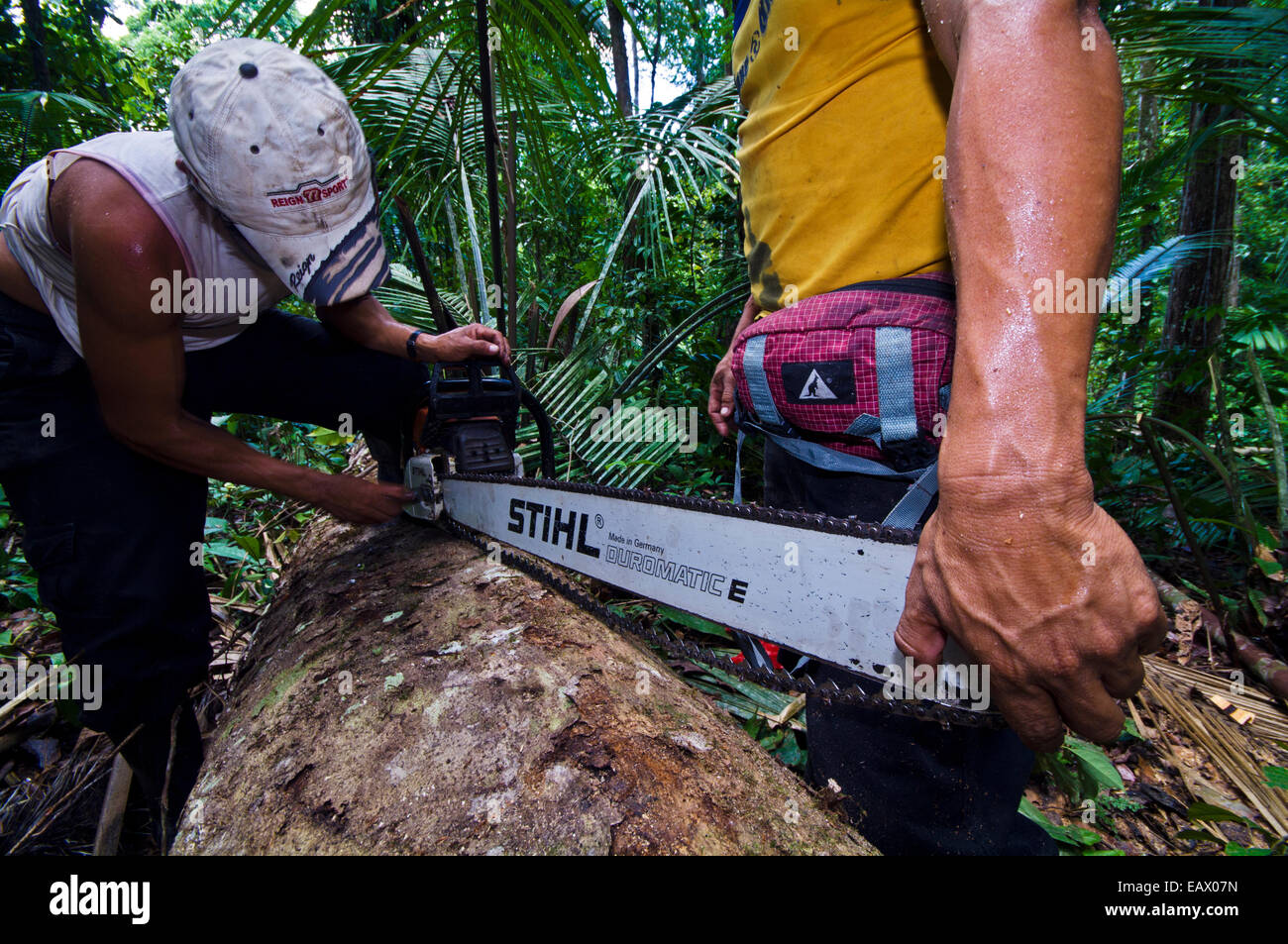 Arbeiter ändern eine stumpfe Klinge auf einer Kettensäge nach dem Abholzen der Bäume im Amazonas-Regenwald. Stockfoto