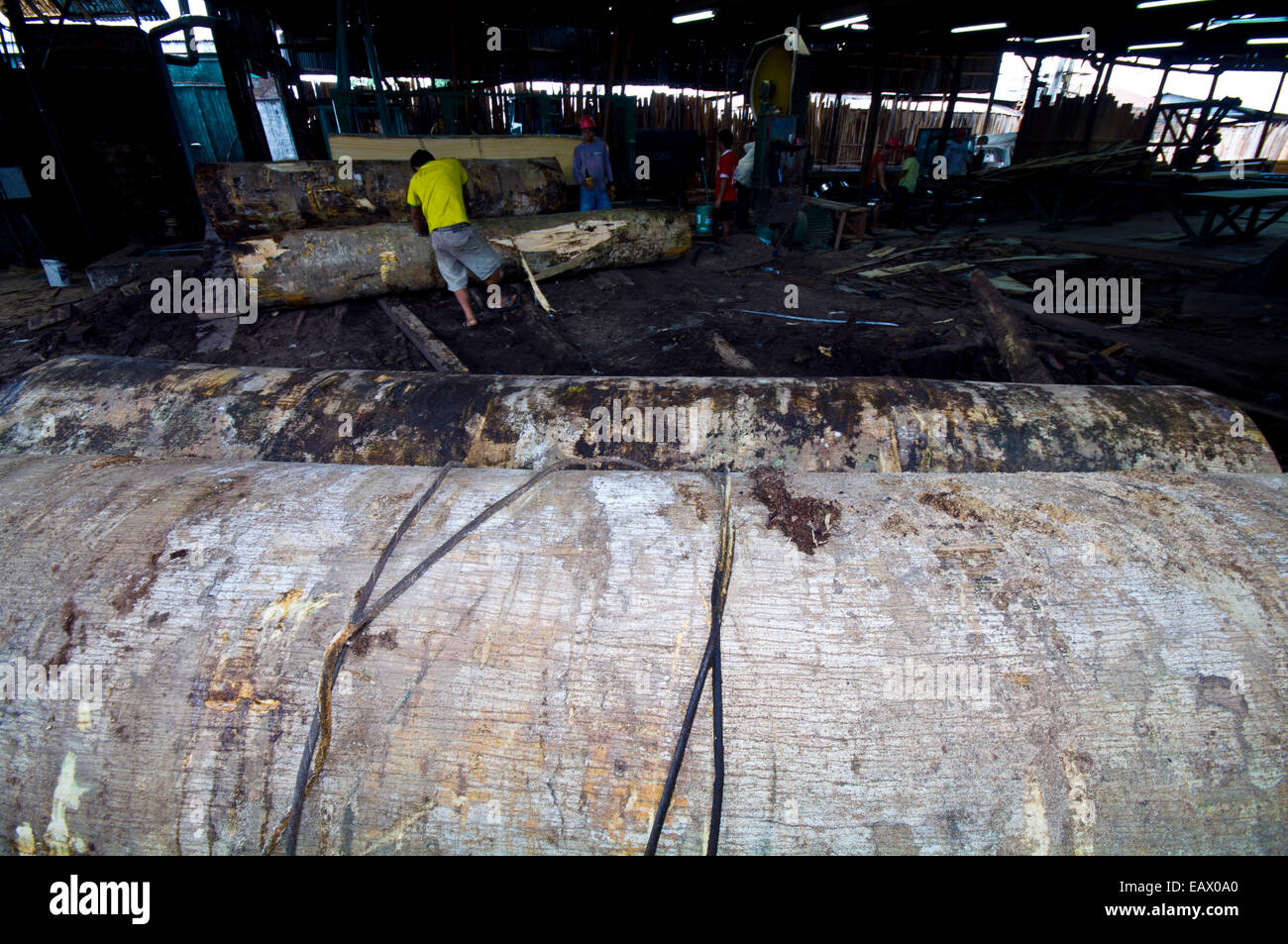 Stahlseilen ziehen Protokolle aus dem Amazonas-Regenwald in einer Protokollierung Mühle zur Verarbeitung schneiden. Stockfoto