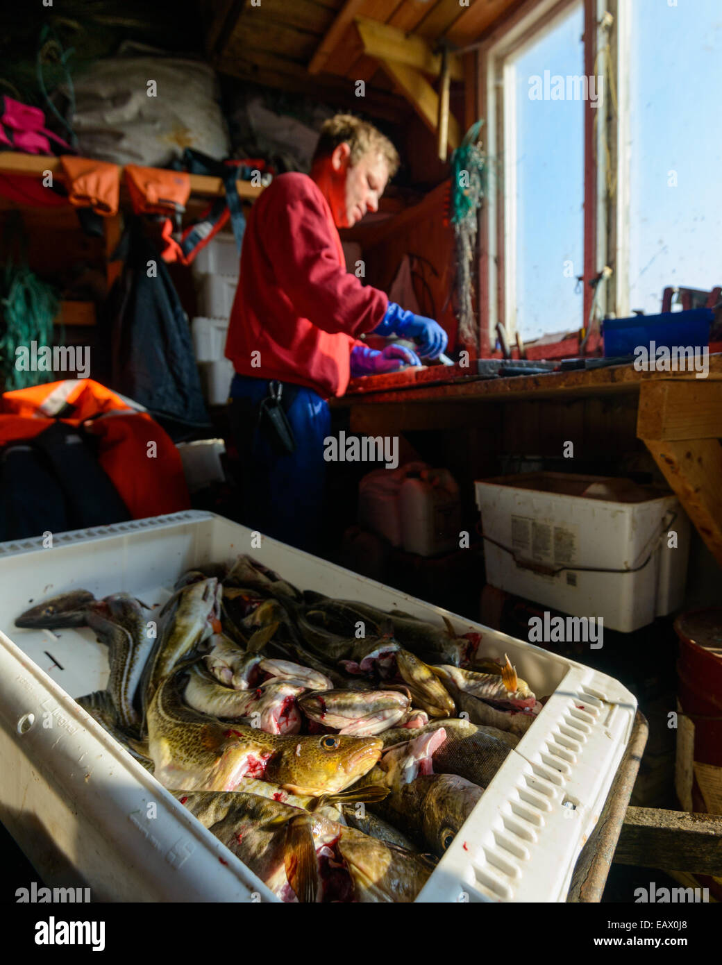 Arbeiter Fisch zerkleinern Stockfoto