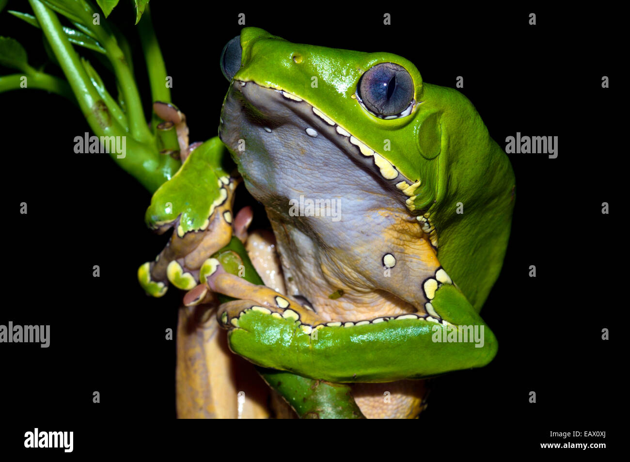 Einen hellen grünen Riesen Blatt Frosch festhalten an einem Regenwald Pflanzenstängel mit seinen langen, breiten Fuß-Pads. Stockfoto