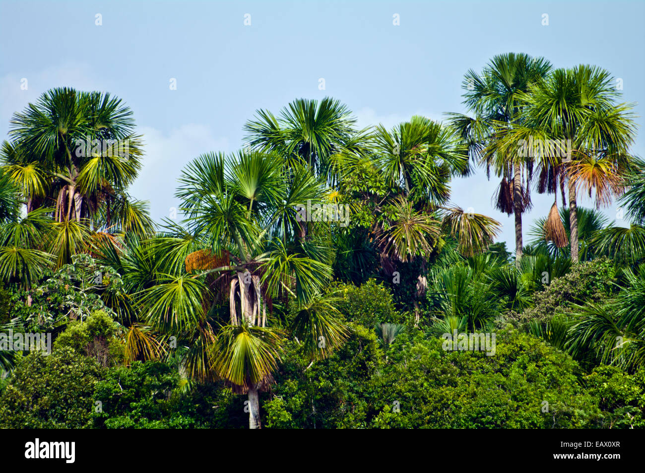 Ein Stand von Moriche-Palmen ragen über einem üppigen tropischen Regenwald Baldachin. Stockfoto