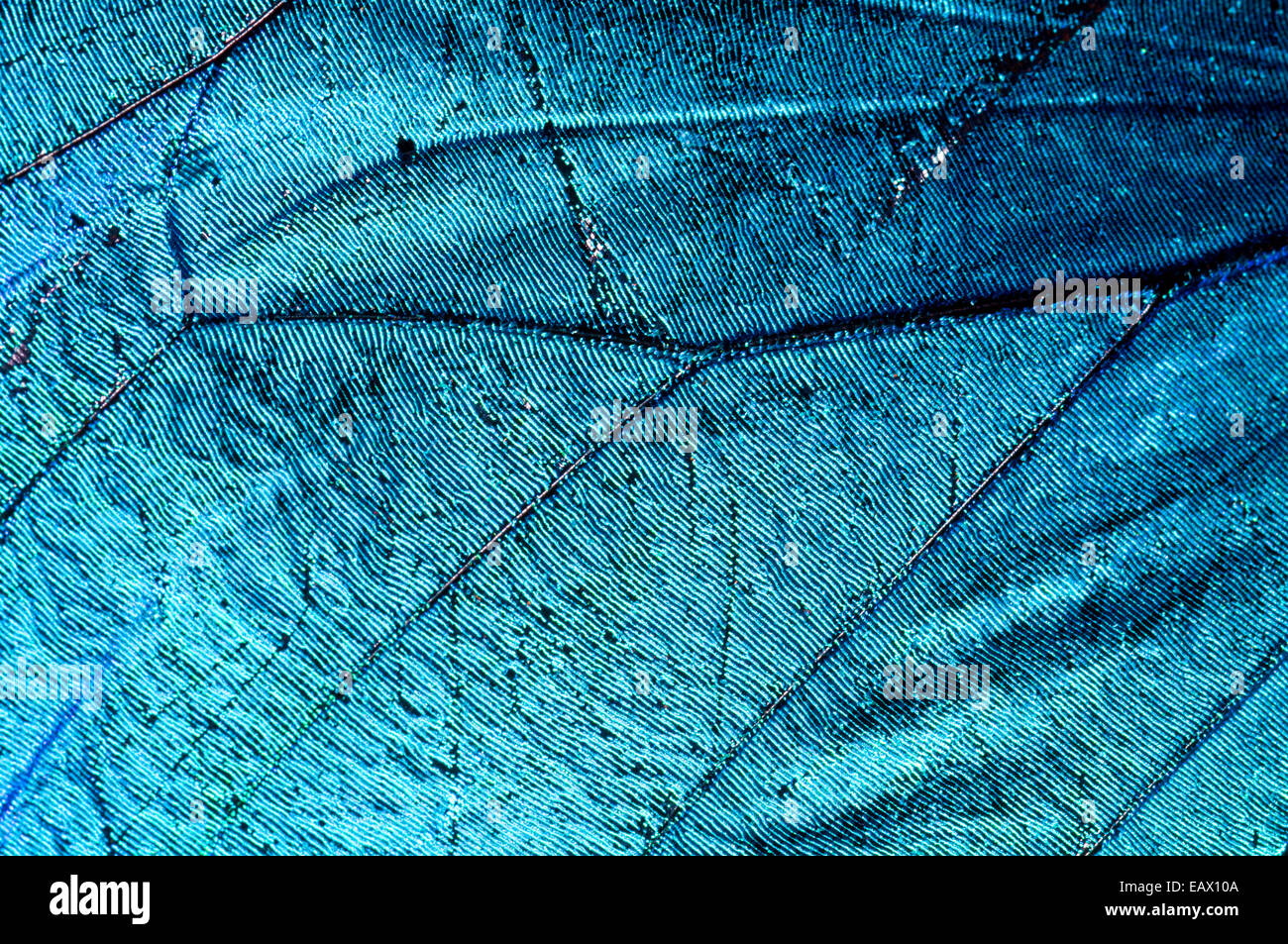 Die schillernde metallic blau Skalen und Venen auf dem Flügel des Menelaos Blue Morpho Schmetterling. Stockfoto