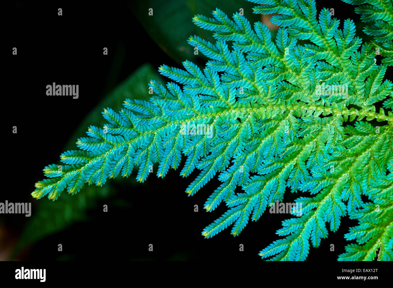 Die Tipps und neue Blätter auf einem Farn Wedel erweisen sich als Aqua blau vor der Reifung in grün. Stockfoto