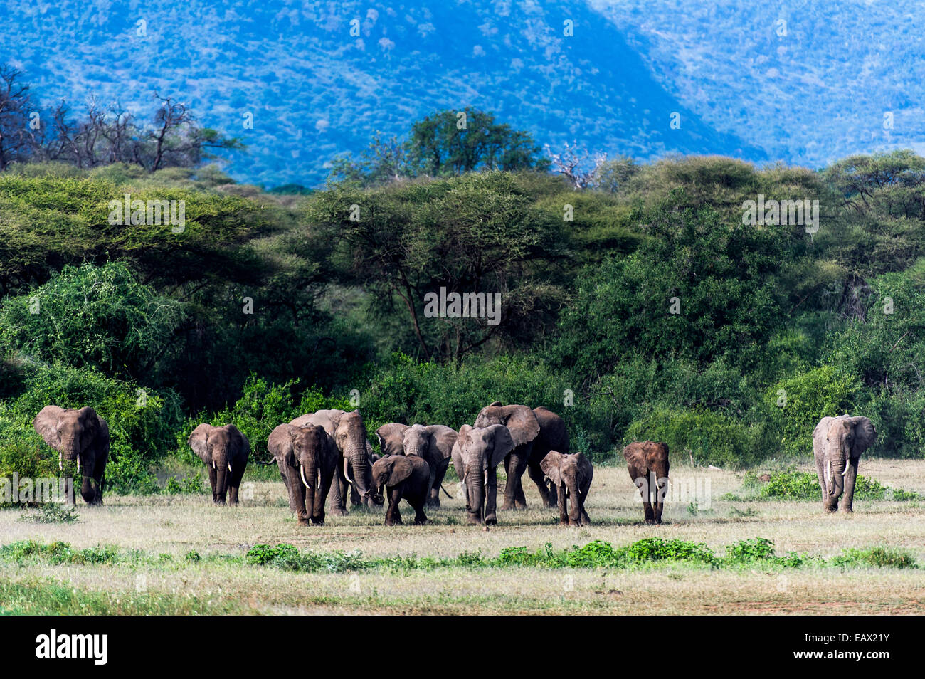 Eine Herde von afrikanischen Elefanten Migration aus dem Wald auf die offene Savanne schlicht. Stockfoto