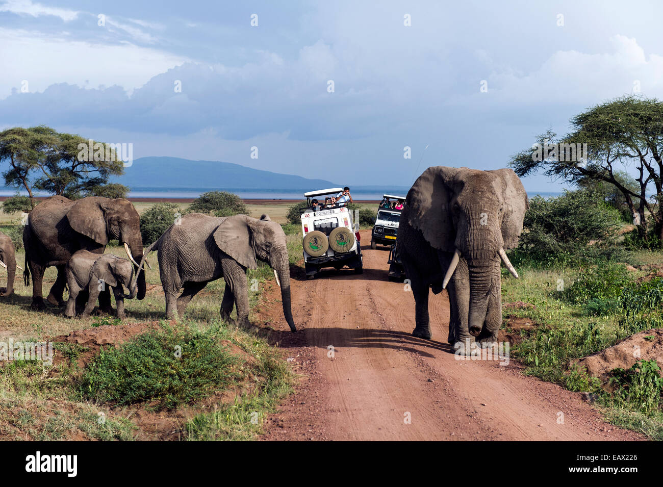 Eine Herde von afrikanischen Elefanten und Kalb überqueren einer Straße zwischen Touristenfahrzeuge Safari. Stockfoto