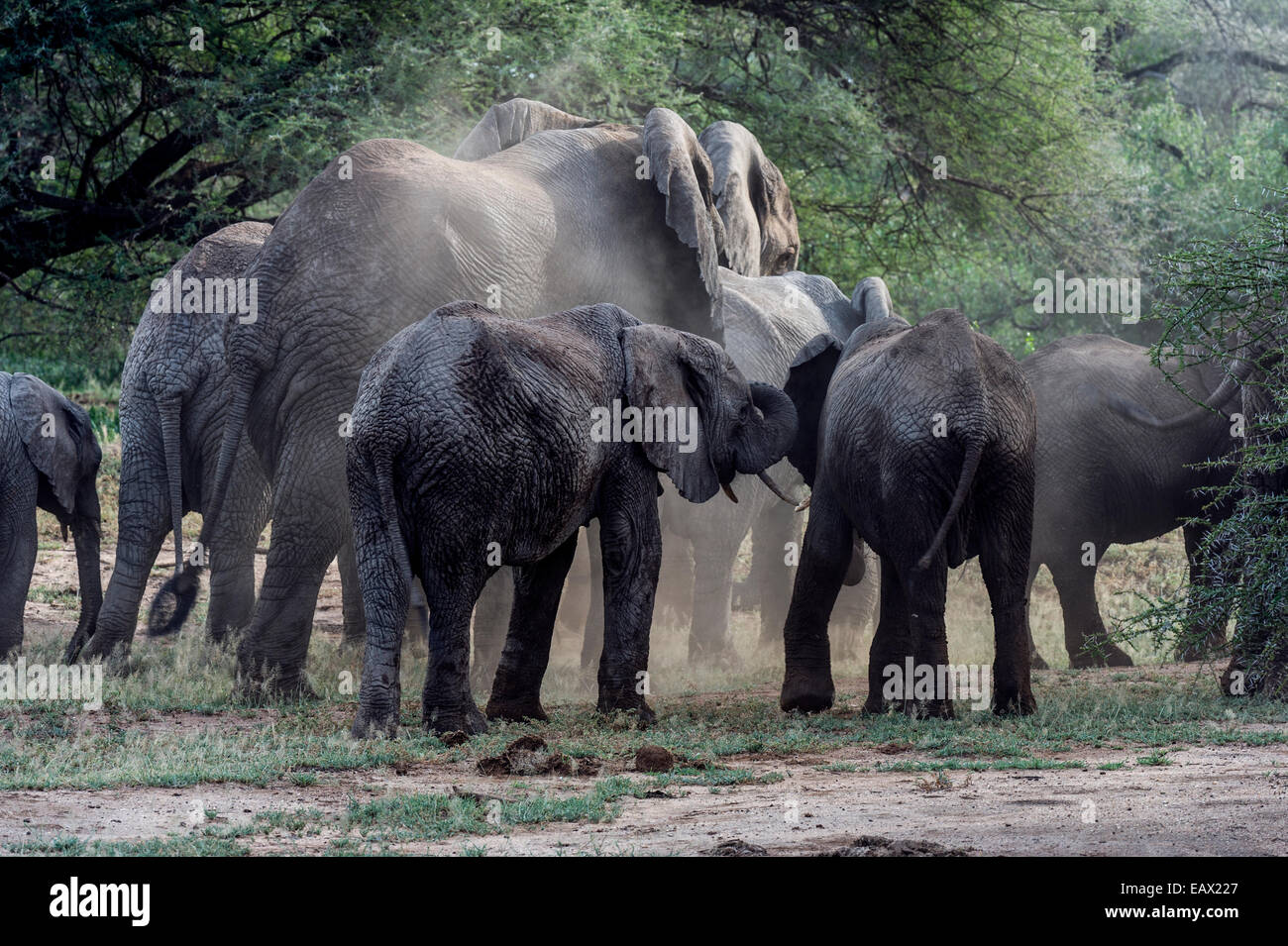 Afrikanischer Elefant Kälber Folgen der Herde durch einen staubigen Akazien Wald. Stockfoto